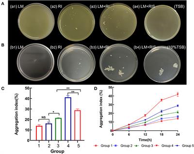 Transcriptomic and metabolomic analyses to study the key role by which Ralstonia insidiosa induces Listeria monocytogenes to form suspended aggregates